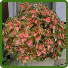 Salmon Foliage of Coleus Wizard Plant