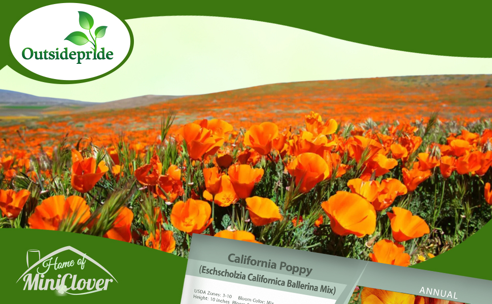 California Poppy Ballerina Wildflower Seed Mixture