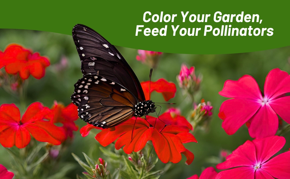 Pollinating Butterfly on Scarlet Phlox Flowers