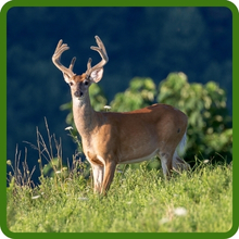 Purpletop Turnip Deer Food Plot Seed