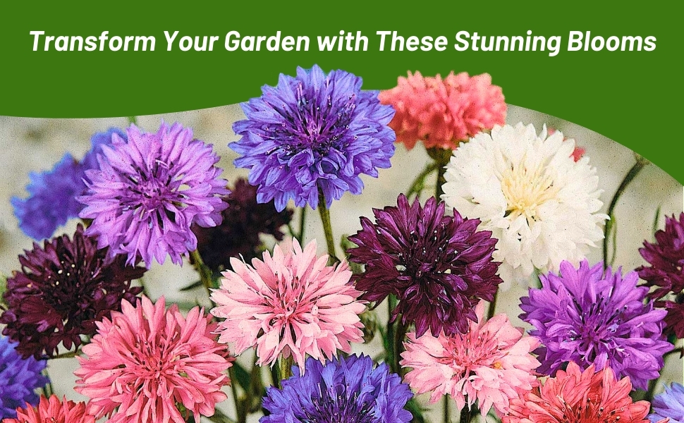 Flower Garden Mixture of Annual Cornflower Started From Flower Seeds