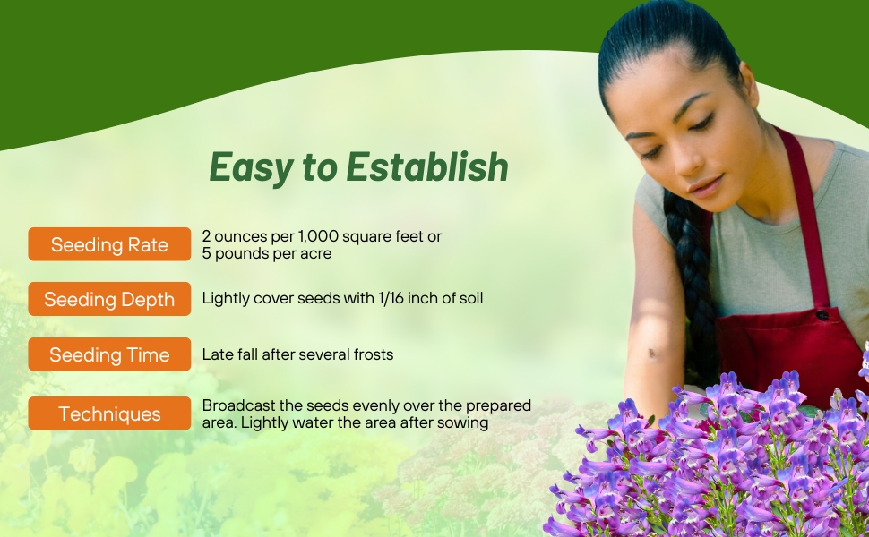 Planting Directions For Rocky Mountain Penstemon