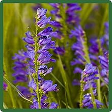 Dark Blue Blooms of Rocky Mtn. Penstemon