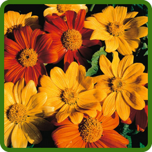 Striking Blooms of Tithonia Mexican Sunflower