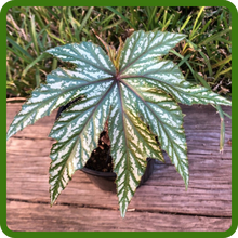 Thick, Upright Stems of Gryphon Begonia