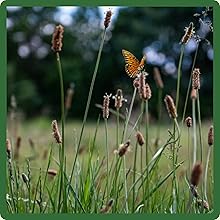 Northeast Native Grass Attracts Pollinators