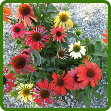 Drought Tolerant Echinacea Purple Coneflower Cheyenne Spirit Flowers