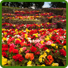 Compact & Bushy Growth of Limitless Begonia