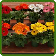 Windowsill of Easy To Grow Gerbera