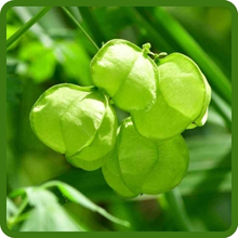 Balloon Vine With Unique Inflated Seed Pods