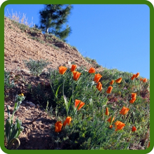 Drought & Heat Tolerant California Poppy Seed