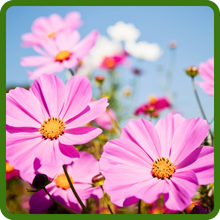 Pink Cosmos Flowers Planted From Seeds