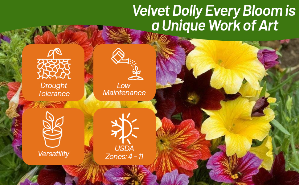 Velvet Dolly Painted Tongue Flowers