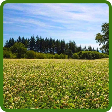 Ladino White Clover For Deer & Honey Bees