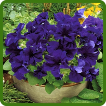 Heat & Sun Tolerant Petunia Grandiflora Flowers