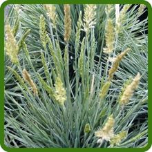 Compact Koeleria glauca Blue Hair Ornamental Grass