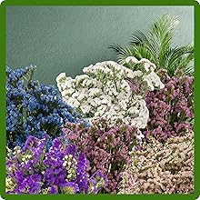Statice Plants