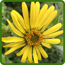 Bright Yellow Flowers of Cup Plant