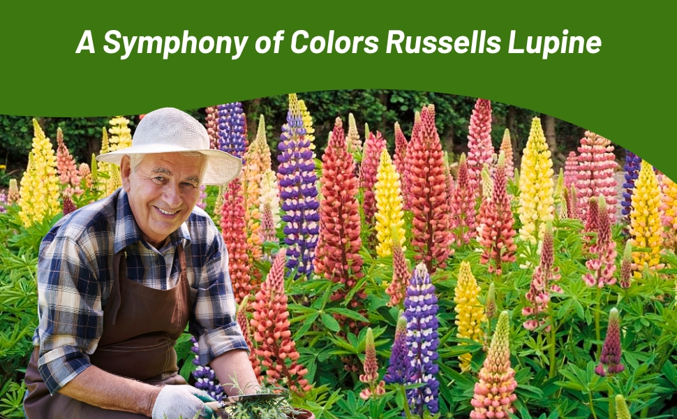 Russells Lupine Flower Garden Mixture