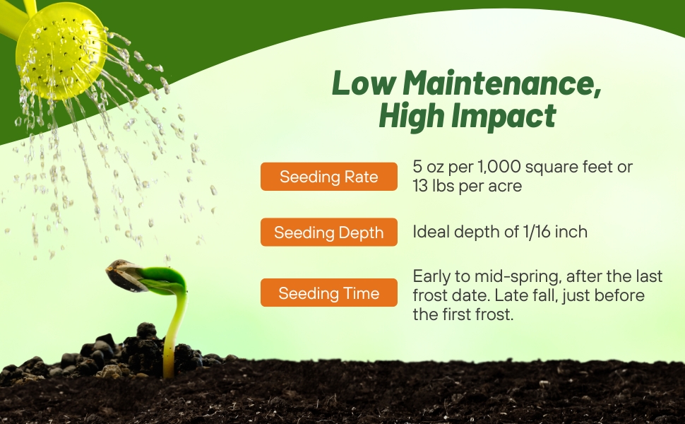 Planting Directions For Lance Leaved Coreopsis Flower Seeds