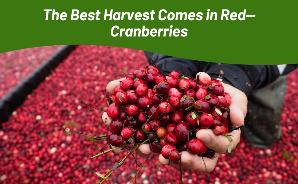 Harvest of Cranberry Fruits