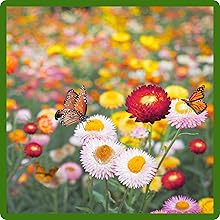 Helichrysum Paper Daisies Attracts Pollinators