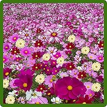 Wildflower Field of Cosmos