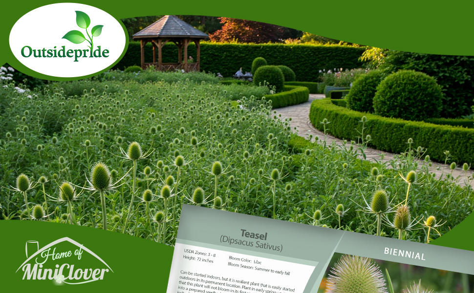 Teasel Plant Seeds