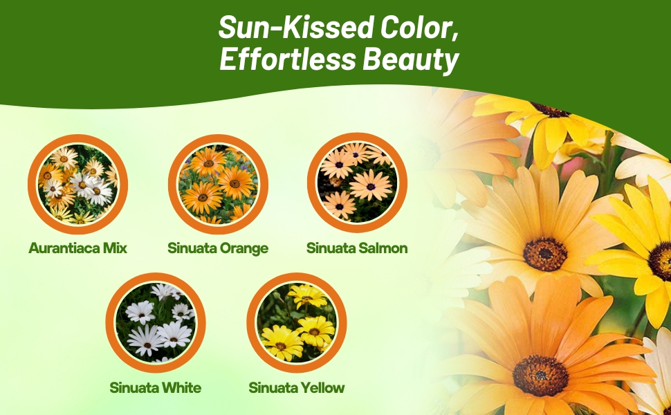 Varieties of African Daisy Flower Seeds
