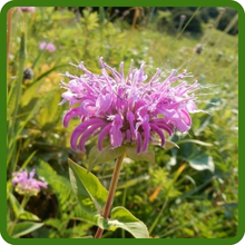 Soft Blooms of Monarda Fistulosa Wild Bergamot