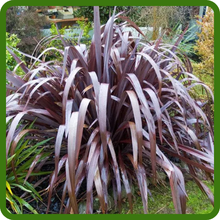 Phormium Purple Foliage in Rich Colors