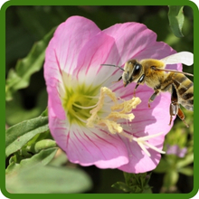 Showy Evening Primrose Blooms Attracting Pollinating Bee