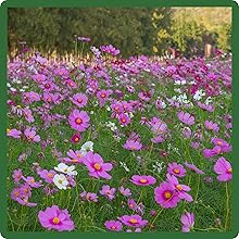 Cosmos Bipinnatus Sensation Full Sun Partial Shade