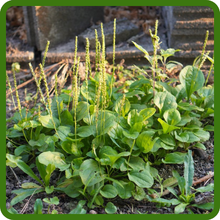 Plantain High Germination Rate For Seeds