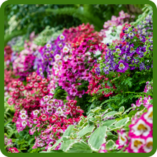 200 Semi Di Fiore Farfalla Schizanthus Wisetonensis - Ideali Per Aiuole E Vasi, Fioritura Annuale