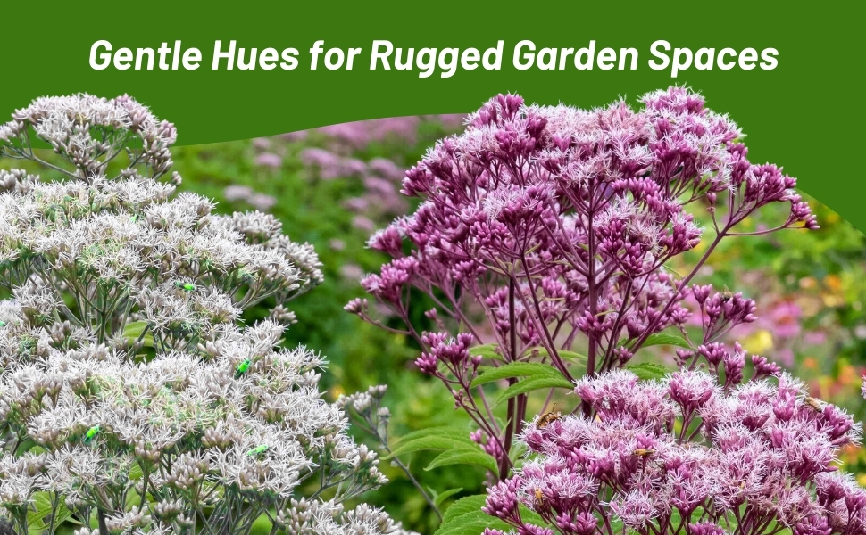 Flowering White Boneset and Pink Joe Pyeweed