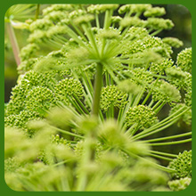 Angelica Herb Fragrant and Abundant Blooms