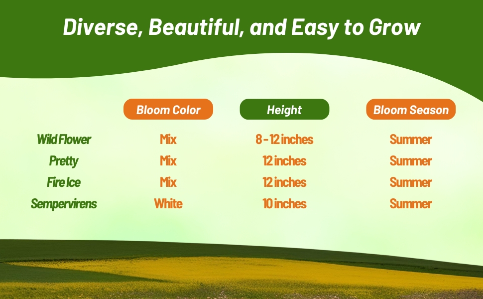 Candytuft Bloom Season, Color, & Height Chart of Different Iberis Varieties