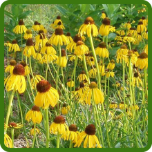 Drought Tolerant Echinacea paradoxa Yellow Coneflower Flowers