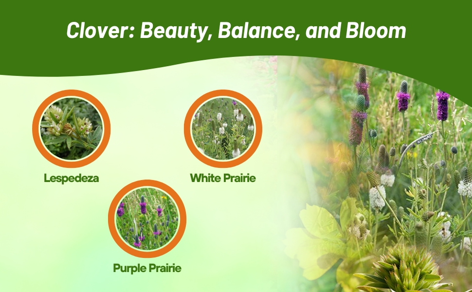 Lespedeza, White, & Purple Clover