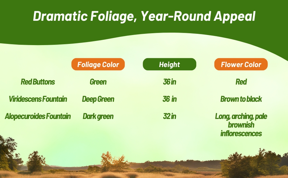 Flower Color, Bloom Season, & Height Chart of Pennisetum Grasses