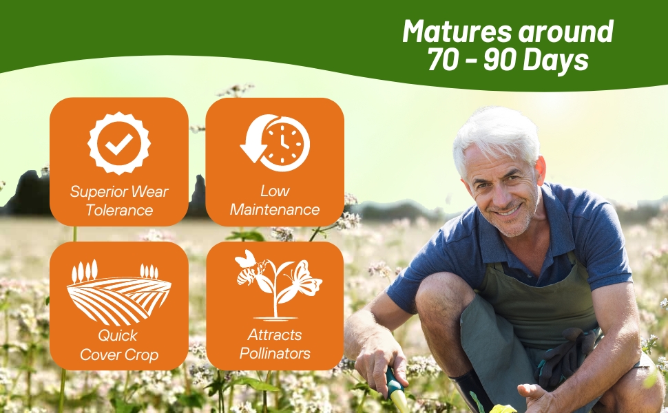 Buckwheat Quick Cover Crop Soil Improver