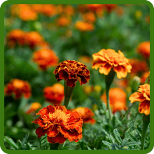 Prolific Blooming of Tagetes Patula French Marigold Flowers