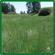 Native Blue Grama Grass