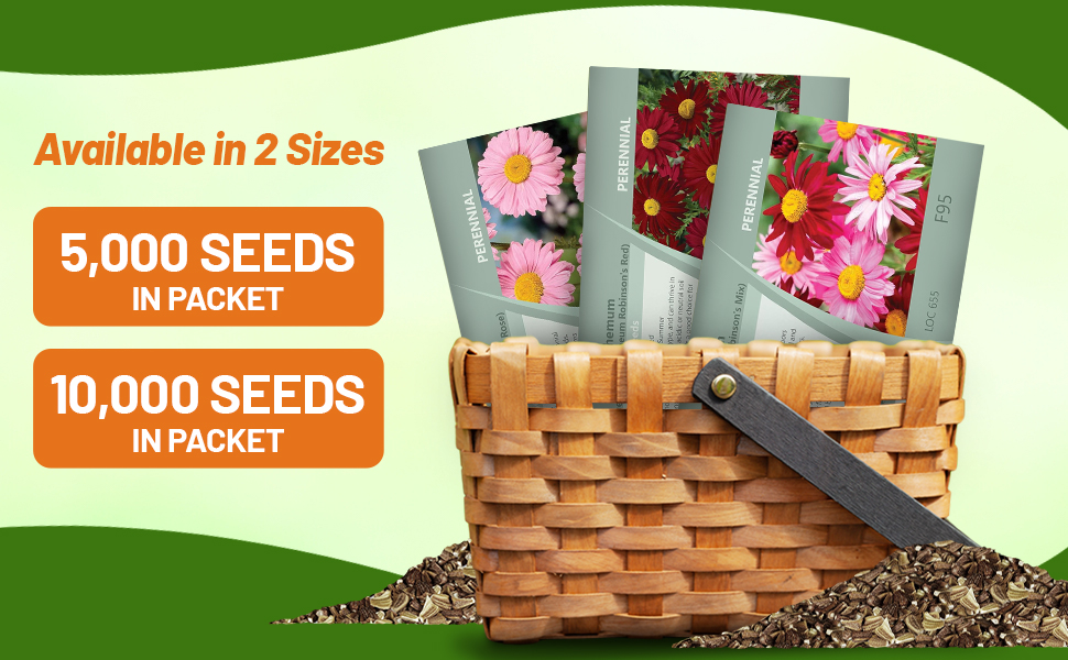 Chrysanthemum Pyrethrum Robinson's Seed Packets For Planting