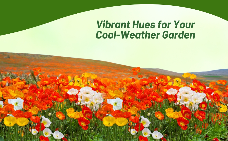 Meadow of Iceland Poppies Planted From Bulk Wildflower Seeds