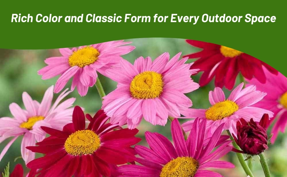 Pink and Red Chrysanthemum Pyrethrum Robinson's Flowers