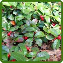 WintergreenEvergreen Ground Cover