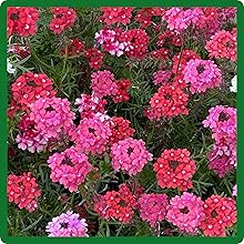 Moss Verbena Sweetheart Kisses Beautiful Flowers