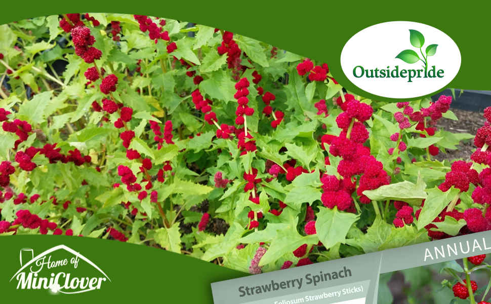 Chenopodium Strawberry Spinach Sticks Red Flowers